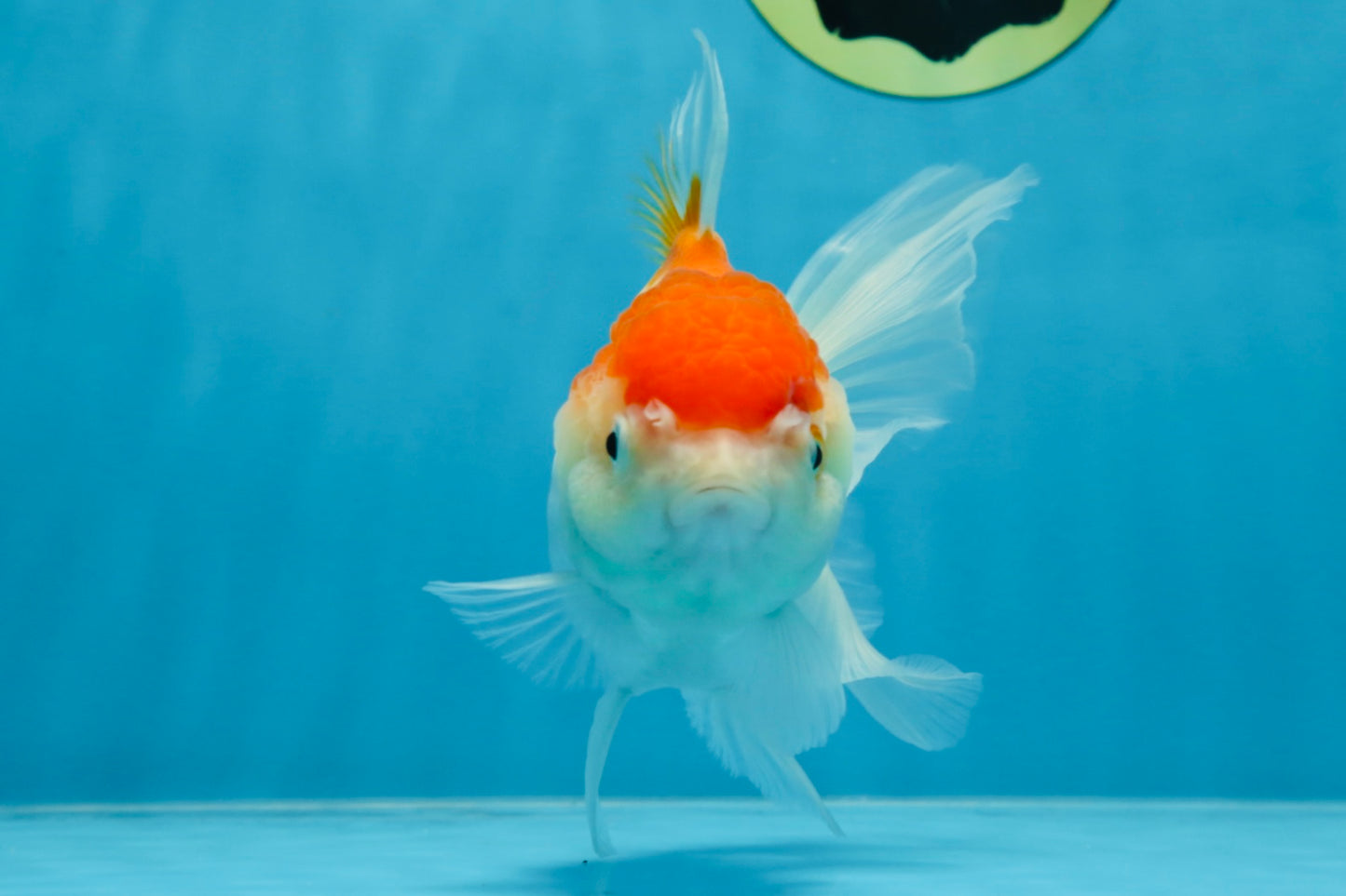 A Grade ADORABLE Red White Oranda Female 5.5 inches #072525OR_18