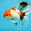 AAA Grade Young Godzilla Sakura Oranda Male 6 inches #080825OR_21