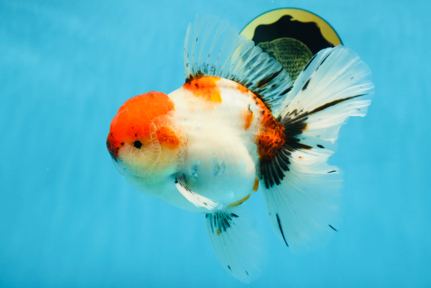 AAA Grade Young Godzilla Sakura Oranda Male 6 inches #080825OR_21