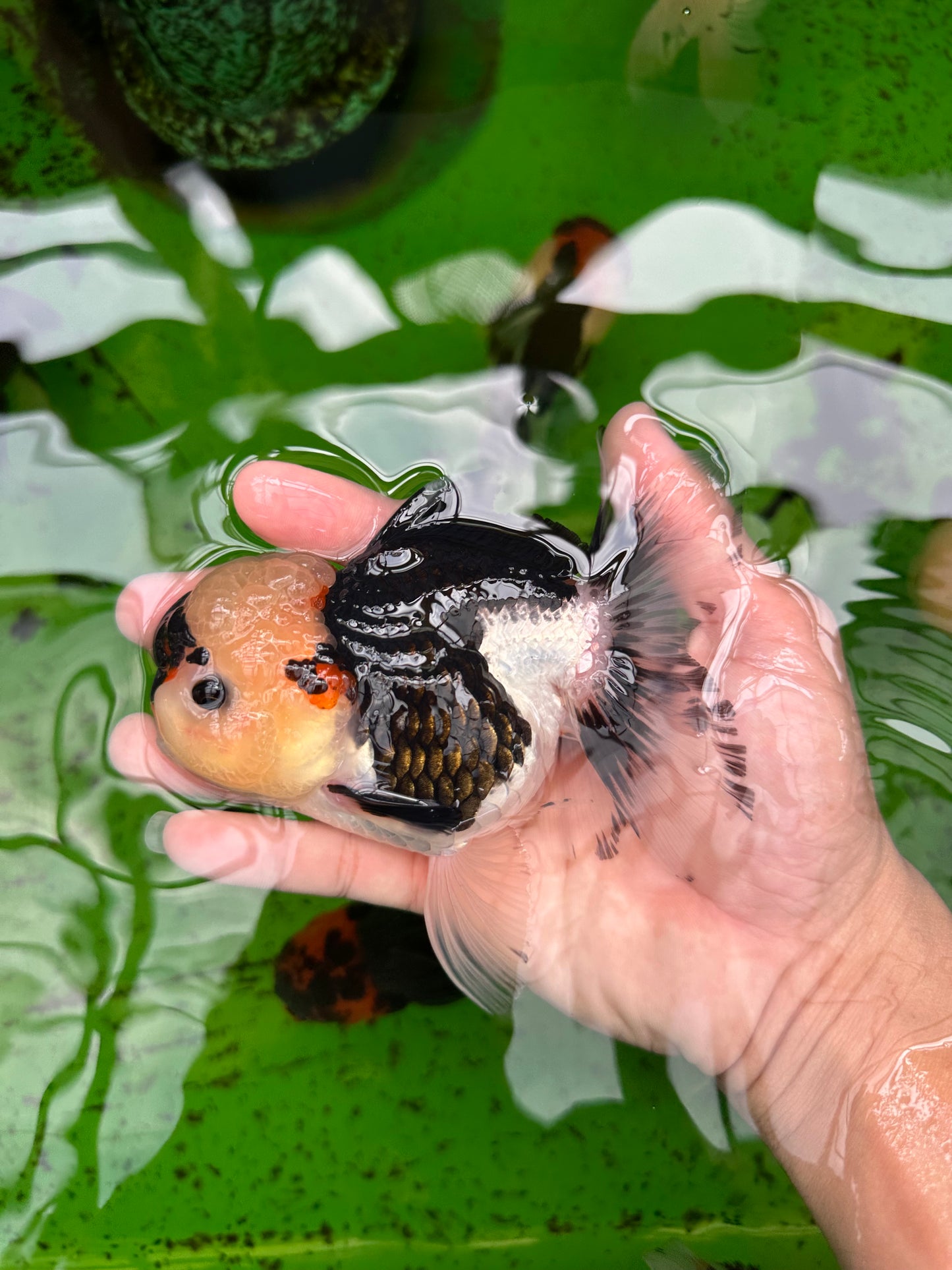 A Grade Wolverine Tricolor Oranda Female 4.5-5 inches #0830OR_03