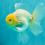 A Grade Strong Body Structure White Oranda Male 5.5-6 inches #062626OR_24