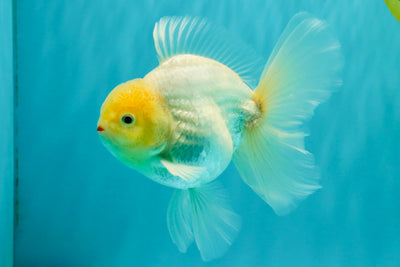 A Grade Strong Body Structure White Oranda Male 5.5-6 inches #062626OR_24