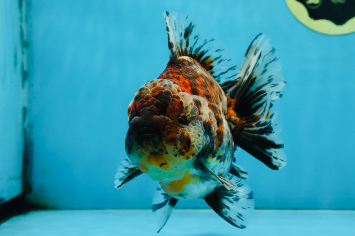 A Grade FLUFFY Calico Yuanbao Male 5.5 inches #091925YB_15