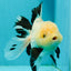 A Grade Fluffy Wen Panda Oranda Female 5-5.5 inches #110824OR_03