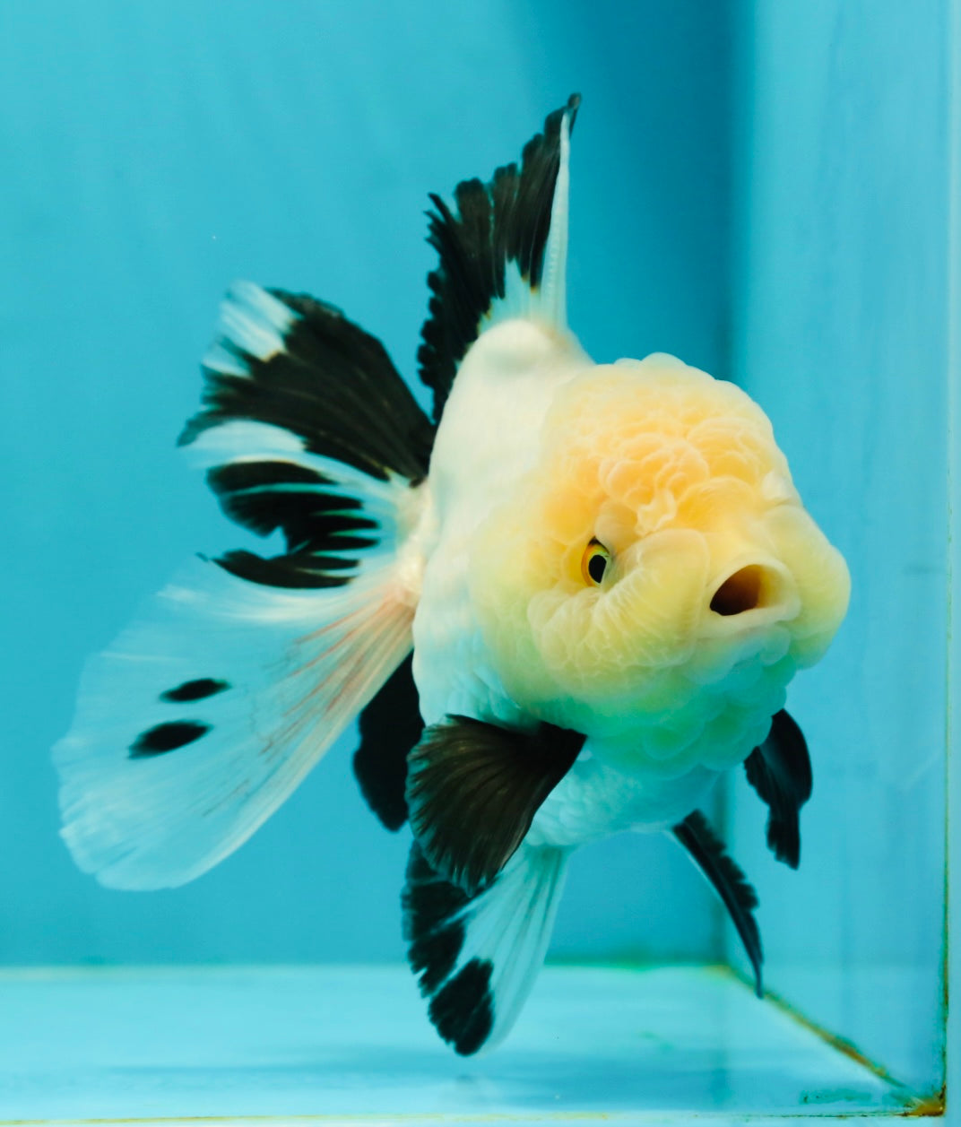 A Grade Fluffy Wen Panda Oranda Female 5-5.5 inches #110824OR_03