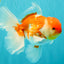 VISION A Grade Red White Oranda Male 6 inches #070626OR_08