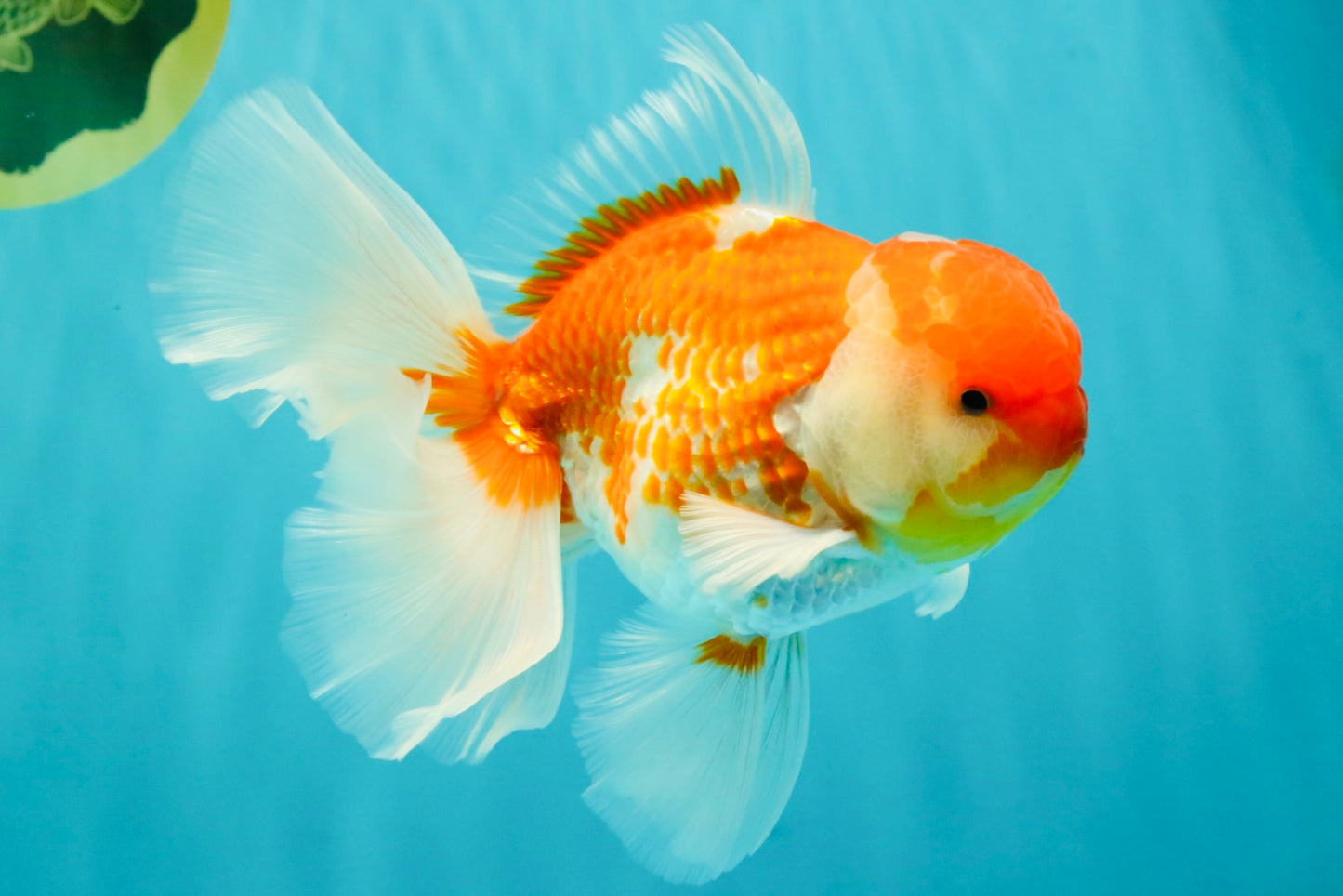 VISION A Grade Red White Oranda Male 6 inches #070626OR_08