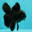 A Grade Black Oranda Male 5 inches #102326OR_13