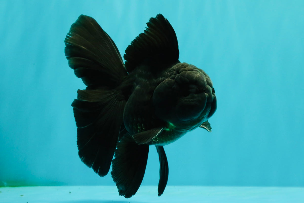 A Grade Black Oranda Male 5 inches #102326OR_13