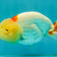 Red White LionChu Female 4.5-5 inches #050826LC_17