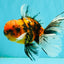 FLUFFY A Grade Tiger Oranda Male 6 inches #081426OR_05