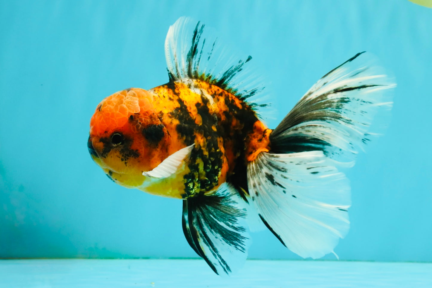 FLUFFY A Grade Tiger Oranda Male 6 inches #081426OR_05