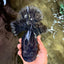 KING KONG AAA Grade Broadtail Dark Kirin Oranda Female 7.5 inches #080726OR_01