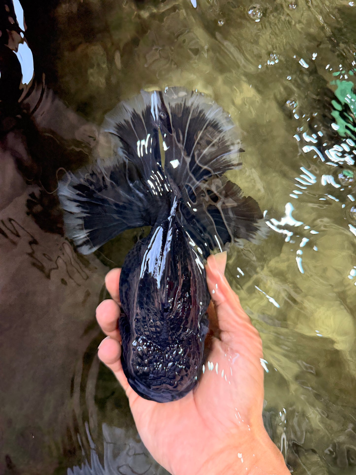 KING KONG AAA Grade Broadtail Dark Kirin Oranda Female 7.5 inches #080726OR_01