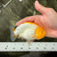 A Grade Orange White LionQueen 5 inches #072426LC_32