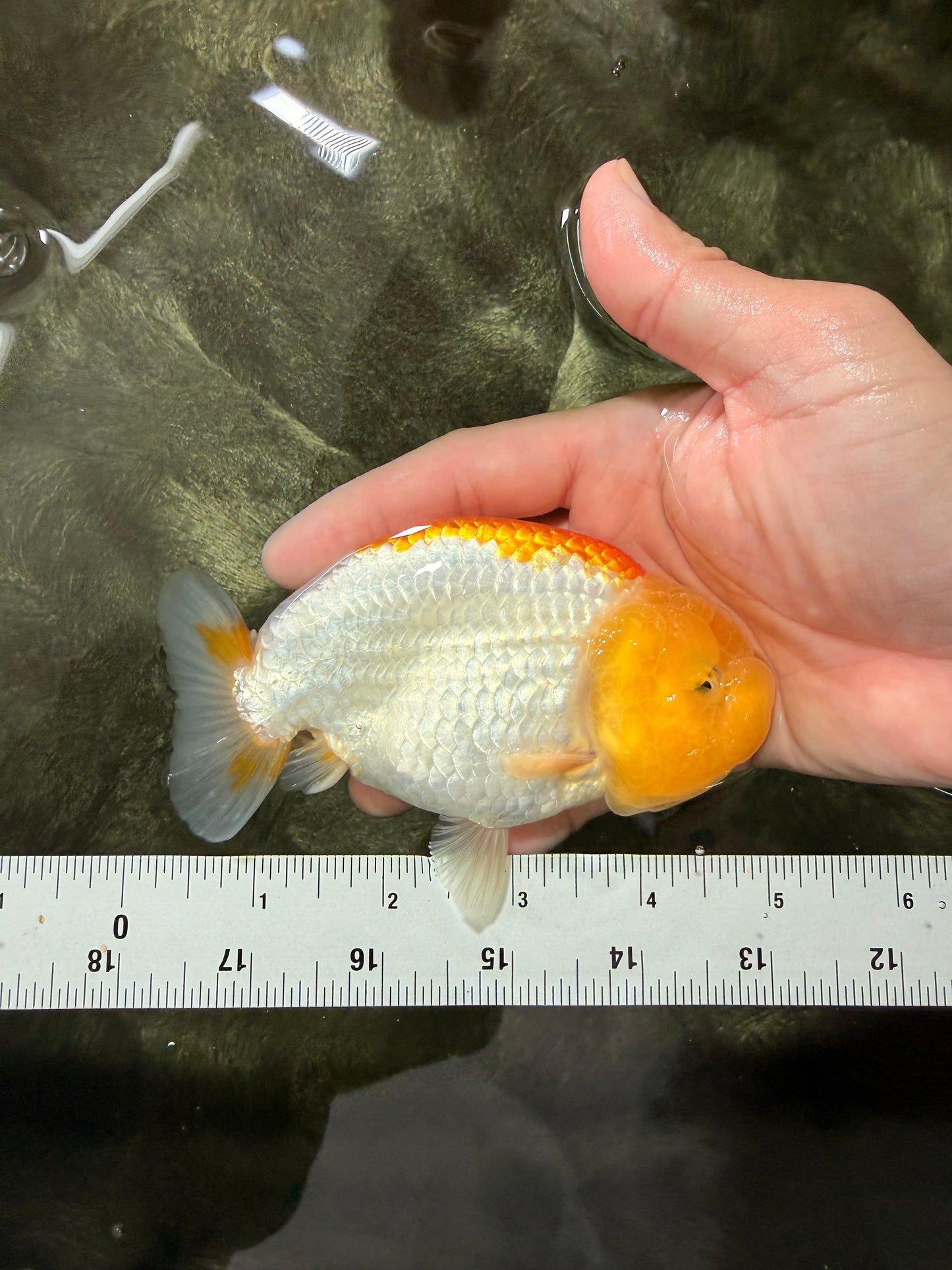 A Grade Orange White LionQueen 5 inches #072426LC_32