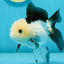 A Grade Panda Oranda Female 4.5  inches #121324OR_18