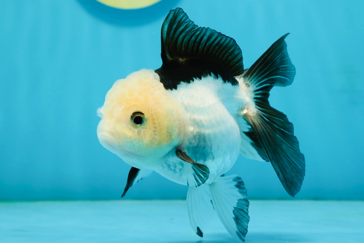 A Grade Panda Oranda Female 4.5  inches #121324OR_18