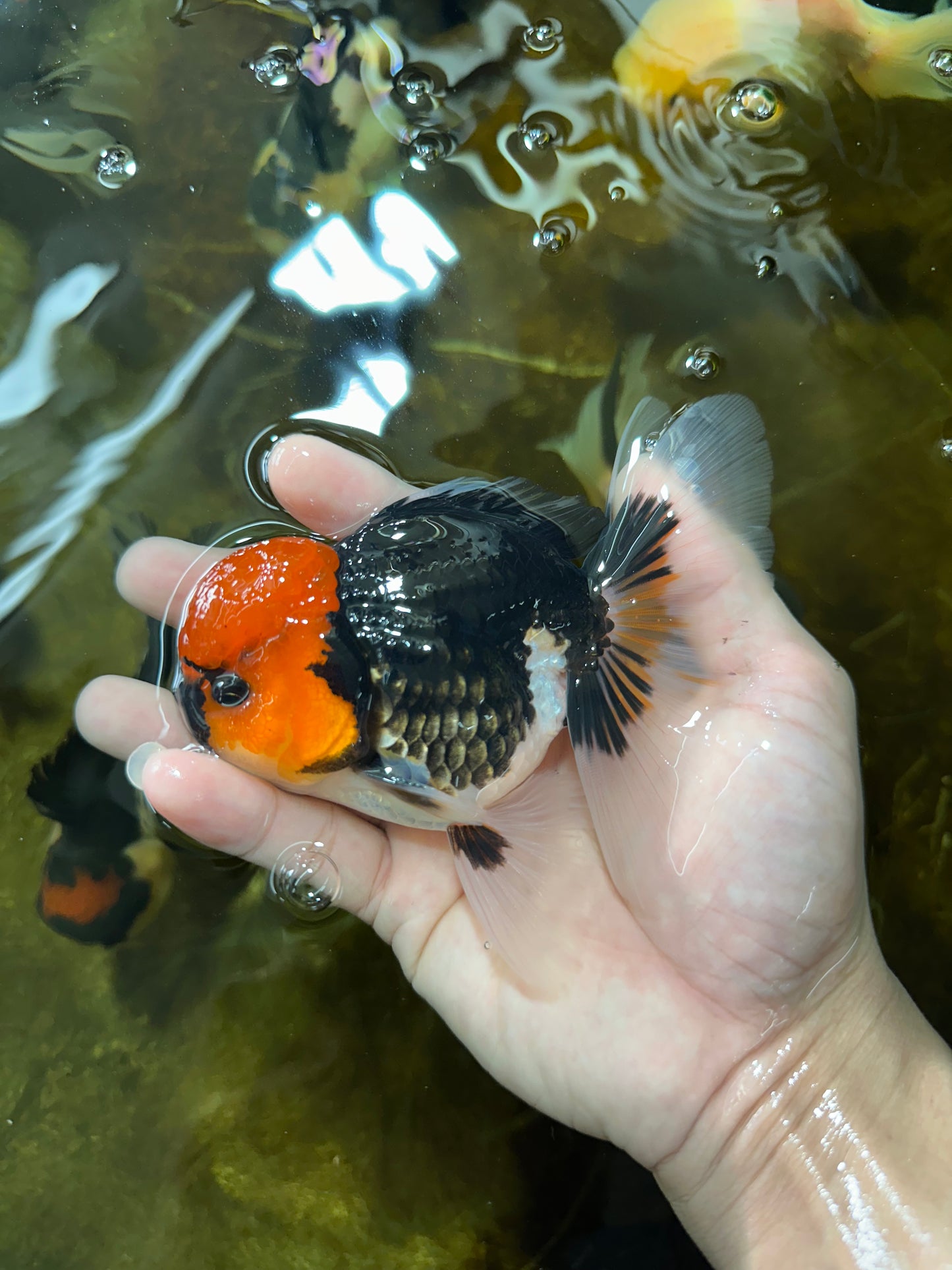 AAA Grade Tricolor Button Eyes Oranda Male 5 inches #080825OR_04