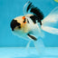Tricolor Oranda Male 5 inches #052325OR_07