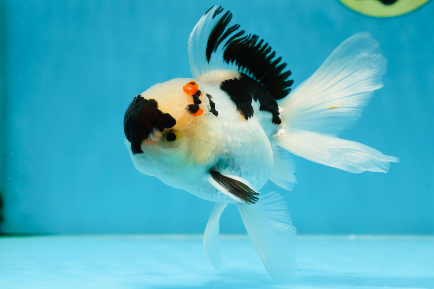 Tricolor Oranda Male 5 inches #052325OR_07