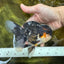Chubby Cheek Tricolor Oranda Male 5.5 inches #053025OR_31