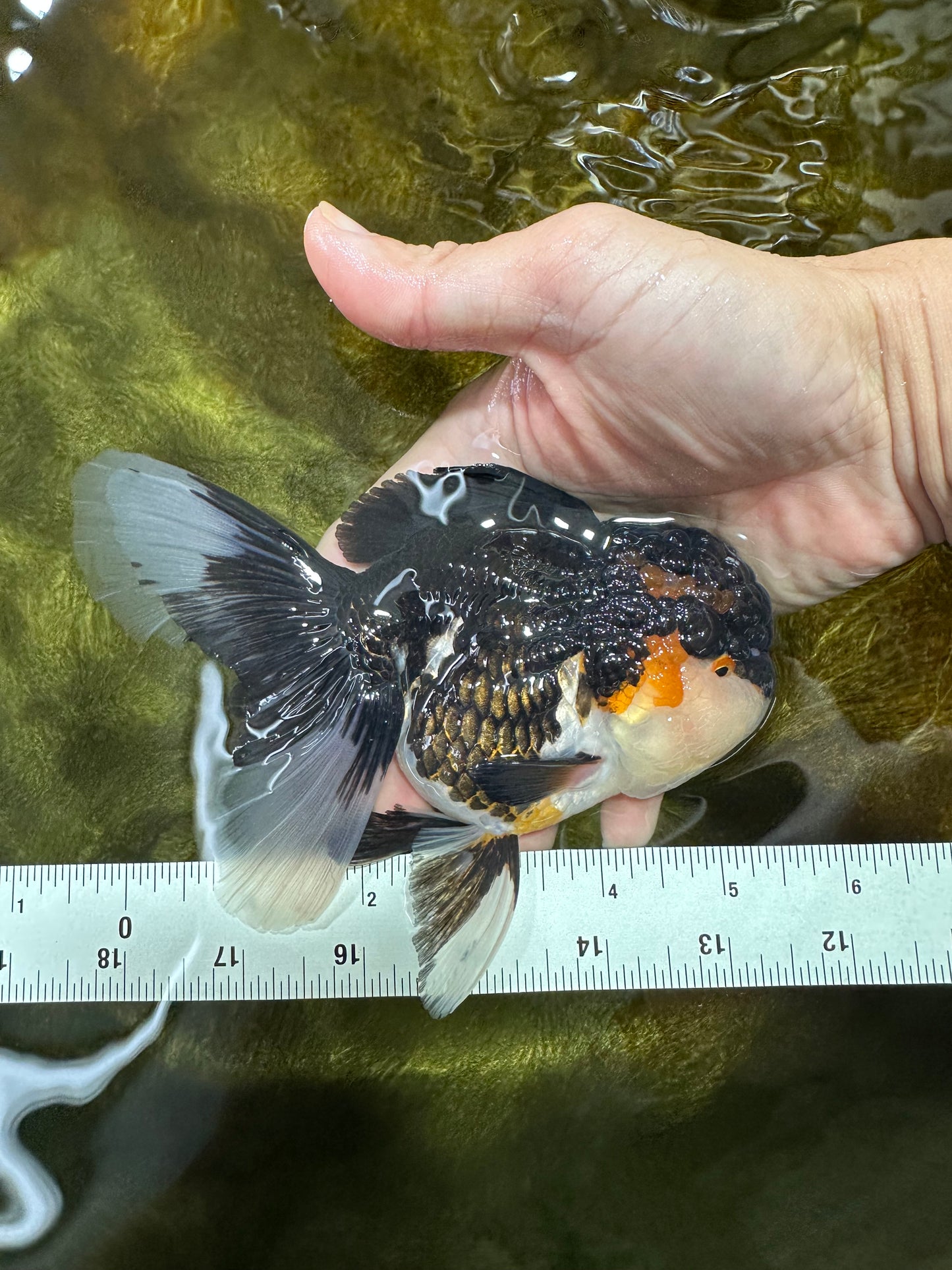Chubby Cheek Tricolor Oranda Male 5.5 inches #053025OR_31