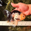 Panda Oranda Male 5.5-6 inches #032726OR_13