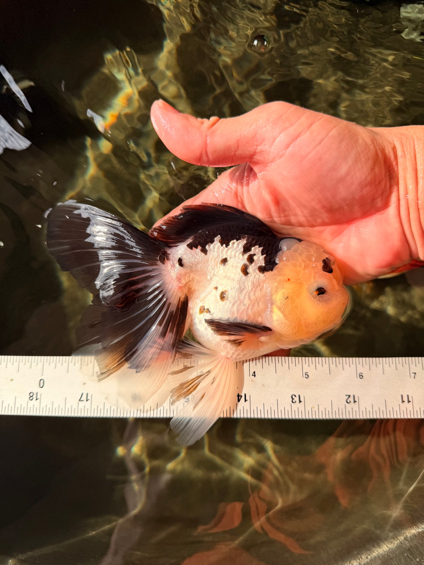 Panda Oranda Male 5.5-6 inches #032726OR_13