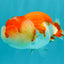 CHUBBY A Grade Red White LionQueen Female 4 inches #042426LC_20
