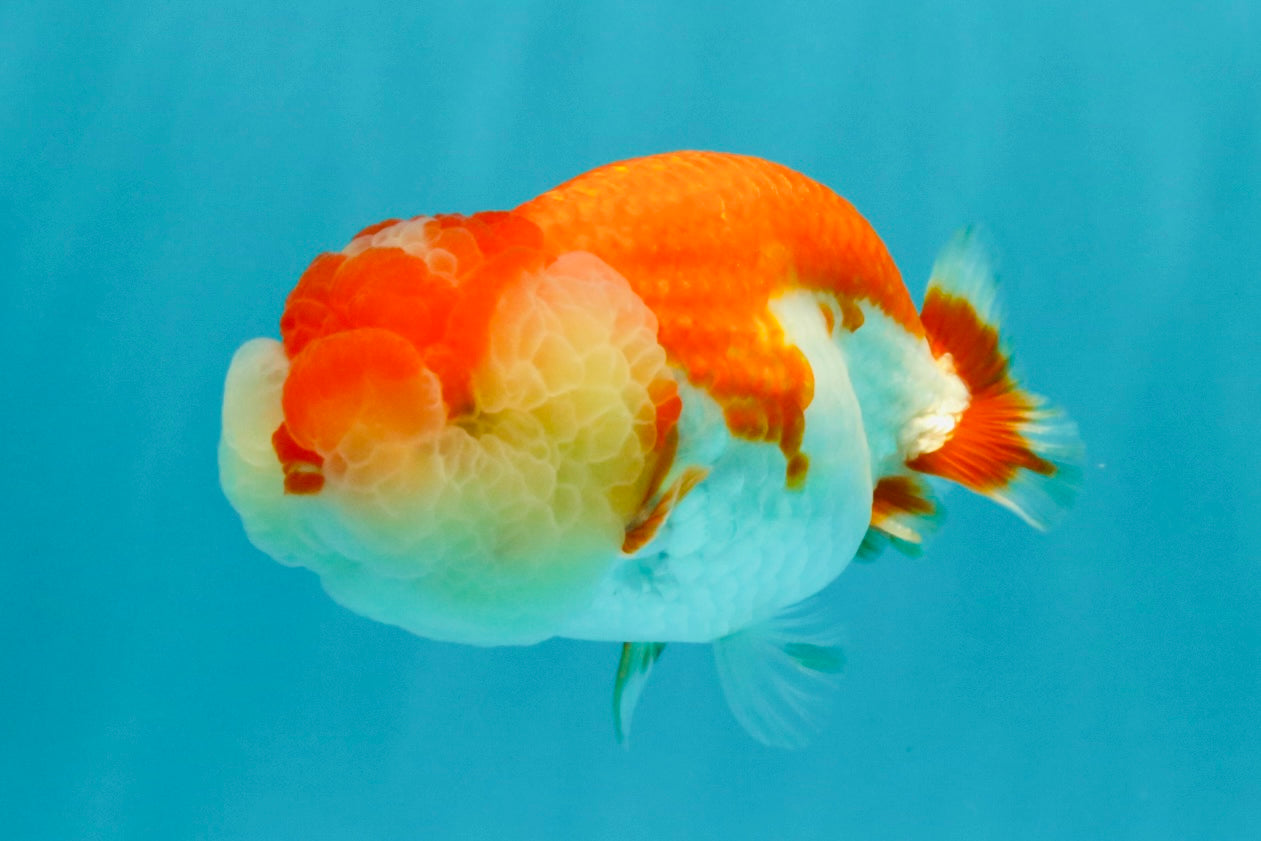 CHUBBY A Grade Red White LionQueen Female 4 inches #042426LC_20