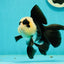 A Grade UNIQUE Lemonhead Panda Button Eyes Oranda Male 4.5-5 inches #1018OR_23