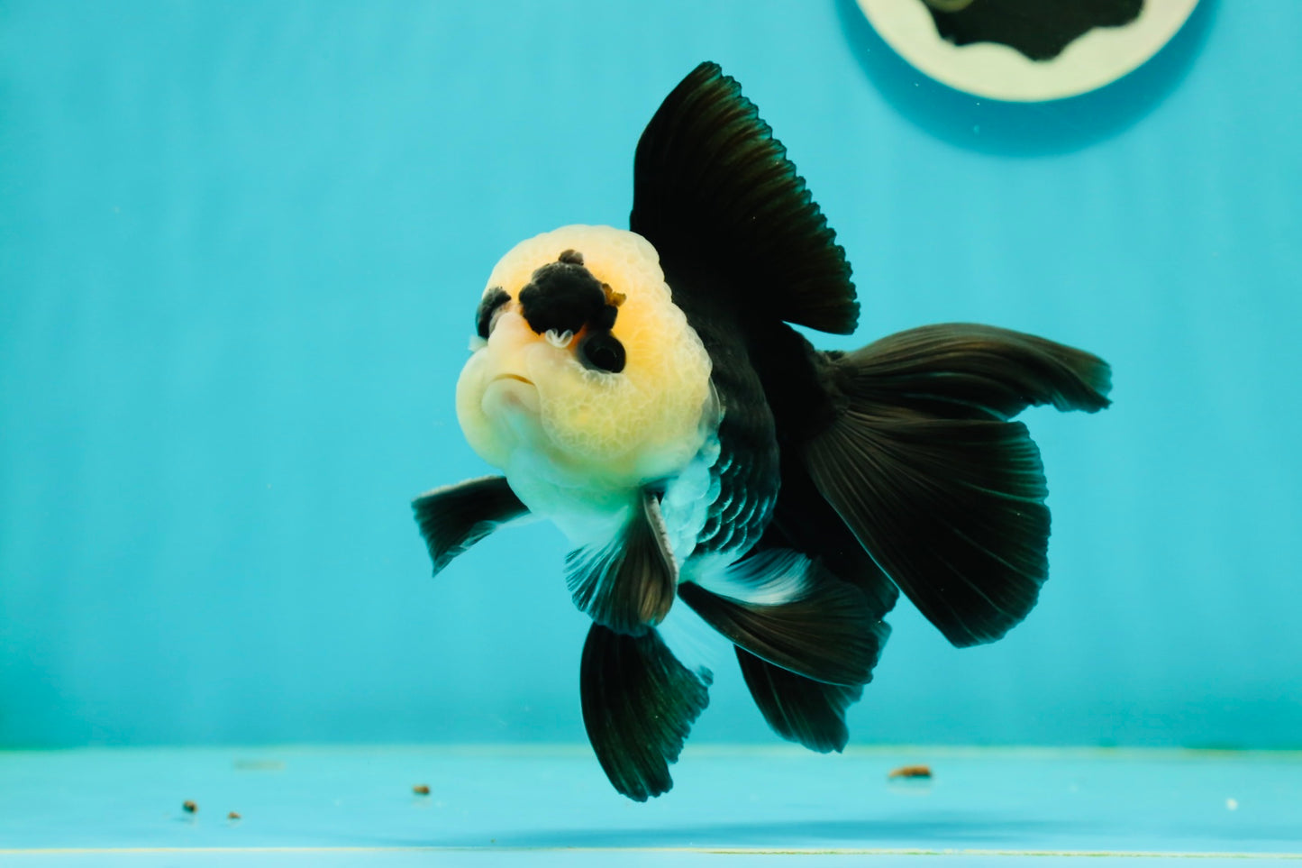 A Grade UNIQUE Lemonhead Panda Button Eyes Oranda Male 4.5-5 inches #1018OR_23