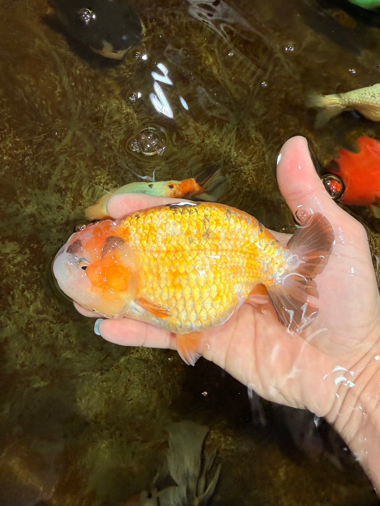 ADORABLE Sakura LionChu Female 5-5.5 inches #121925LC_07