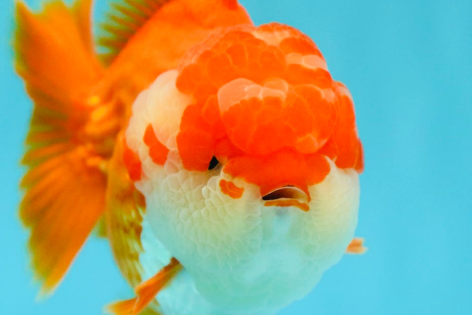 SUPER CUTE AAA Grade Godzilla Red White Yuanbao Male 5.5 inches #030626YB_09