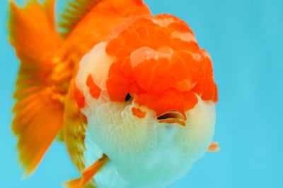 SUPER CUTE AAA Grade Godzilla Red White Yuanbao Male 5.5 inches #030626YB_09