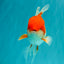 A Grade Red White Oranda Male 5.5 inches #102326OR_17