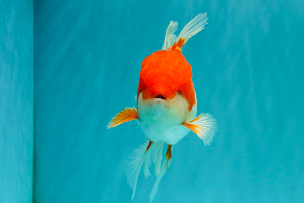 A Grade Red White Oranda Male 5.5 inches #102326OR_17