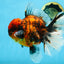 AAA Grade Godzilla Tiger Oranda Female 6.5 inches #081525OR_12