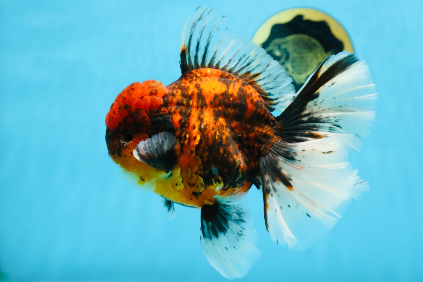 AAA Grade Godzilla Tiger Oranda Female 6.5 inches #081525OR_12