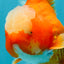 CHONKY AAA Grade Jade Head Red White Oranda Male 6 inches #030626OR_18