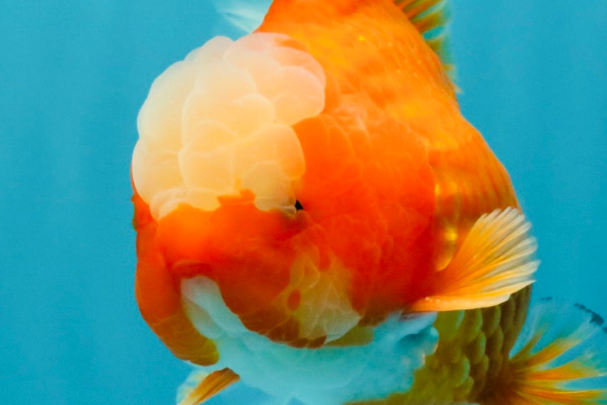 CHONKY AAA Grade Jade Head Red White Oranda Male 6 inches #030626OR_18