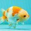 Kohaku Orange White Lionchu Male 4.5-5 inches #1018LC_9