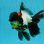 BATMAN AAA Grade Tricolor Oranda Male 5.5 inches #022026OR_09