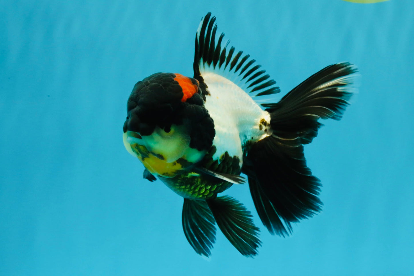 BATMAN AAA Grade Tricolor Oranda Male 5.5 inches #022026OR_09