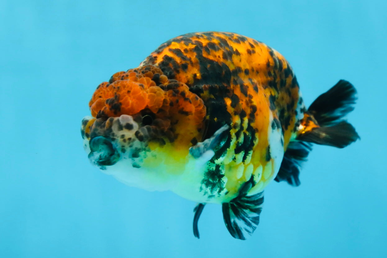 A Grade Speckle Beastie Calico Tiger LionKing 4.5-5 inches #062025LC_02