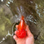 Red White Oranda Male 6 inches #082126OR_09