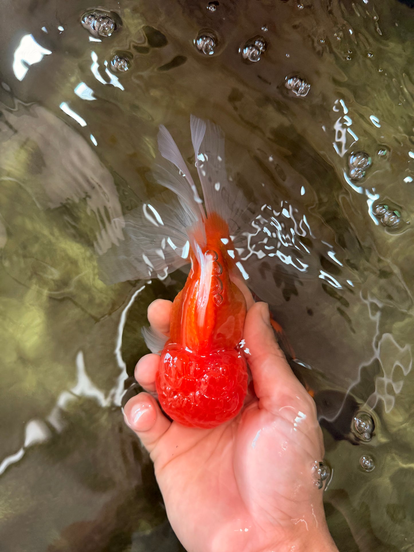 Red White Oranda Male 6 inches #082126OR_09