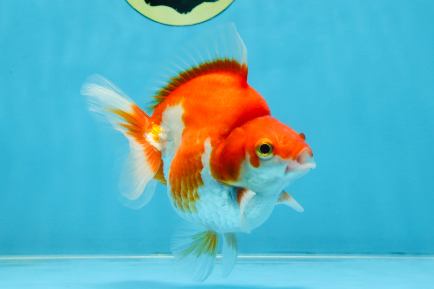 A Grade Red White Ryukin Female 4.5 inches #111425RK_10