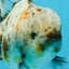 CHONKY AAA Grade Calico Kirin Oranda Male 5-5.5 inches #121225OR_03